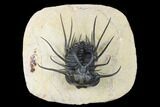Dicranurus Trilobite - Free Standing Spines! #179626-2